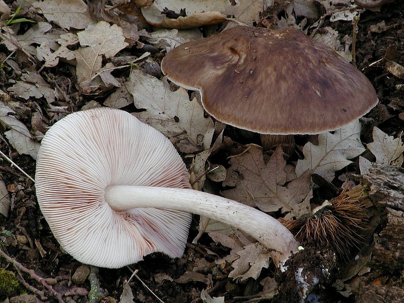 Pluteus cervinus